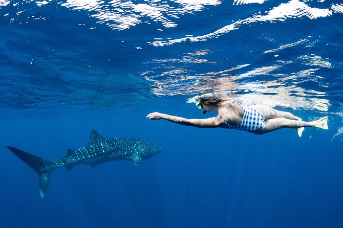 Swim with Whale Sharks in the Ningaloo Reef: 3 Island Shark Dive - Who will enjoy this most