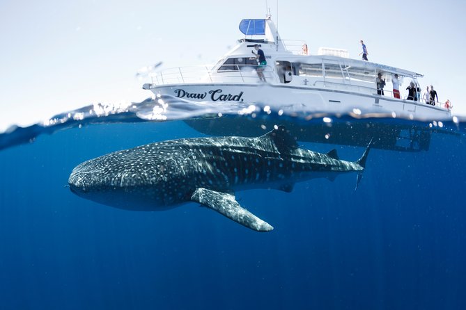 Swim with Whale Sharks in the Ningaloo Reef: 3 Island Shark Dive - Should you book the Three Island Shark Swim?