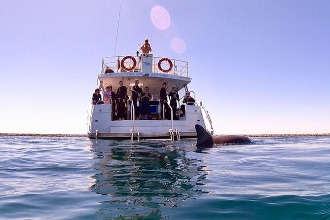 Swim with Wild Dolphins Day Tour - Meeting dolphins off Rockingham