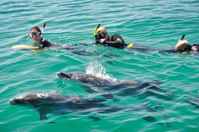 Swim with Wild Dolphins Day Tour - From Val Street Jetty to the open water