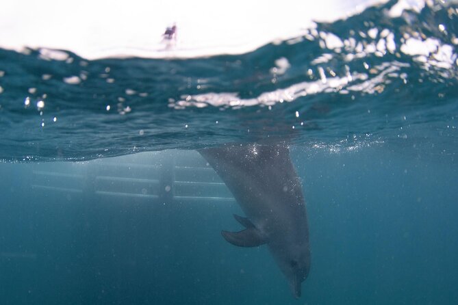 Swim with Wild Dolphins Day Tour - Is $214.46 good value?