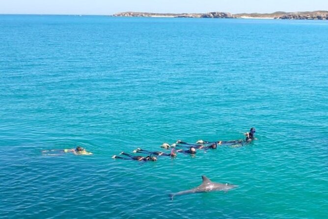 Swim with Wild Dolphins Day Tour - Who should book this dolphin trip?