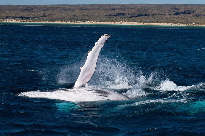 Swimming with the Whale Sharks - Ningaloo Reef (Exmouth) - Searching for whale sharks from April to August