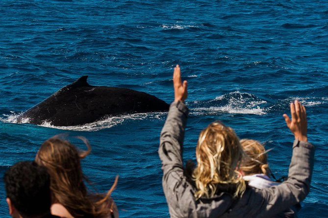 Swimming with the Whale Sharks - Ningaloo Reef (Exmouth) - Two water sessions, with room for more