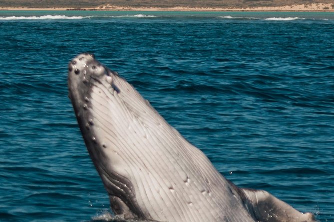 Swimming with the Whale Sharks - Ningaloo Reef (Exmouth) - The crew is the strongest part of the operation