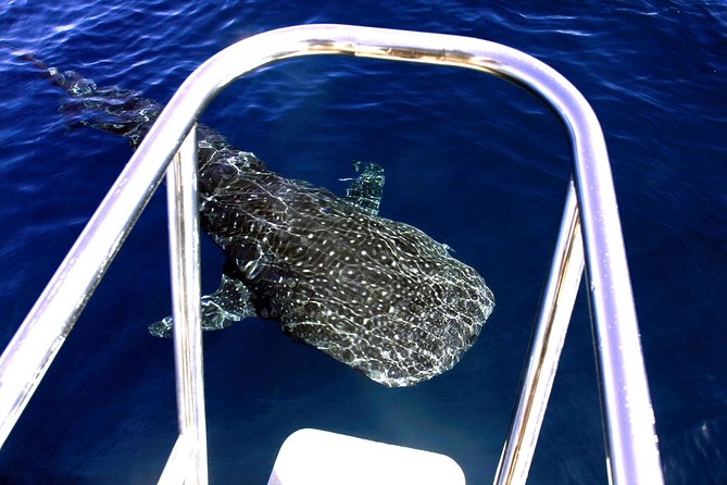Swimming with the Whale Sharks - Ningaloo Reef (Exmouth) - Is $451.86 good value?