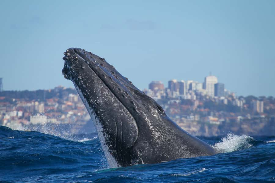 Sydney: 2-hour Express Whale Watching Cruise - Key points to know before you book