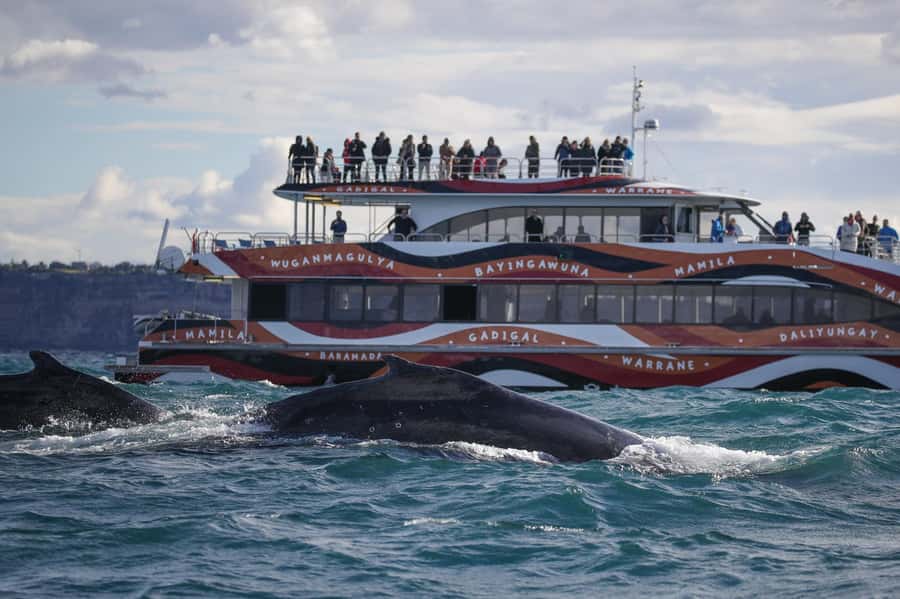 Sydney: 2-hour Express Whale Watching Cruise - The harbour departure and the first 20 minutes