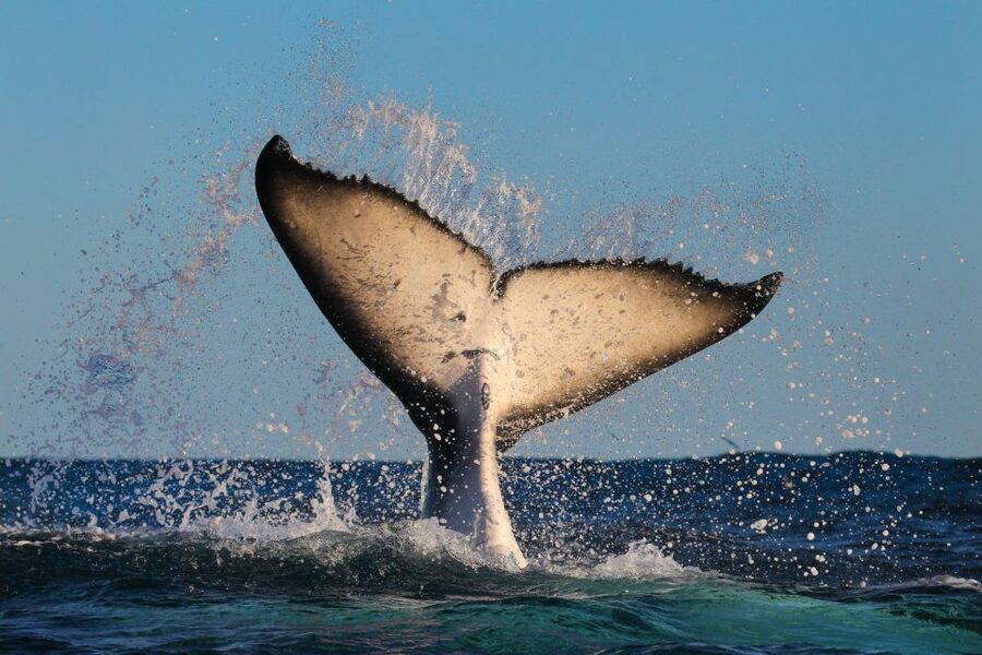 Sydney: 2-hour Express Whale Watching Cruise - The ride back to Circular Quay