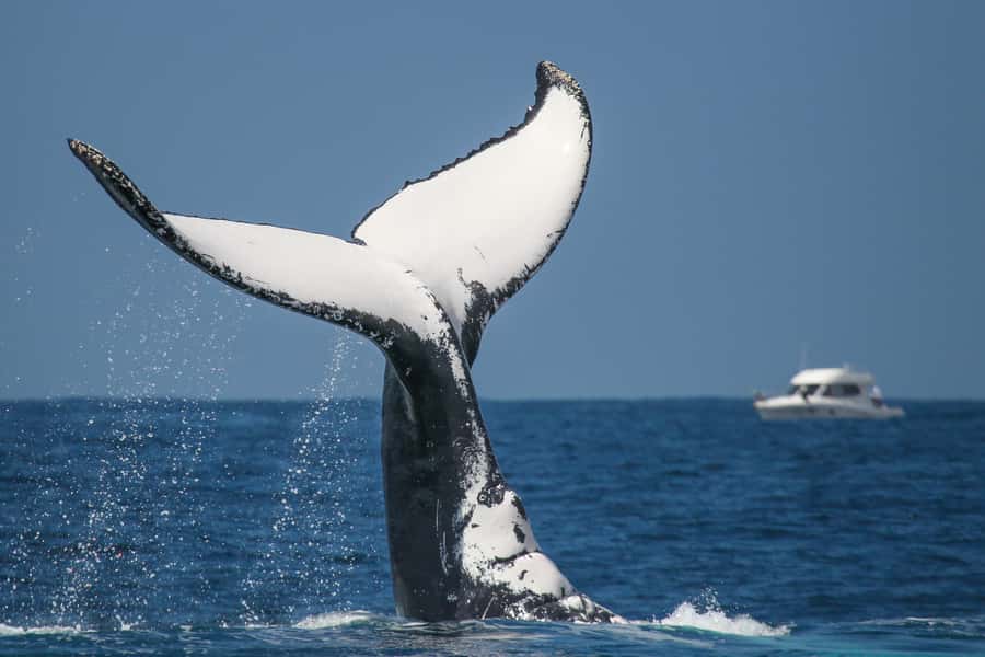 Sydney: 2-hour Express Whale Watching Cruise - Who should book this express whale cruise