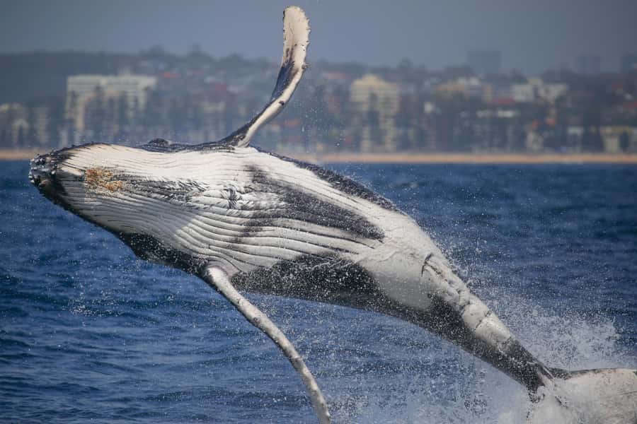Sydney: 2-hour Express Whale Watching Cruise - Checking in at Circular Quay Wharf 6