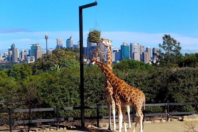 Sydney 3, 5, or 7 Ticket Flexi Pass - The Blue Mountains need a full day