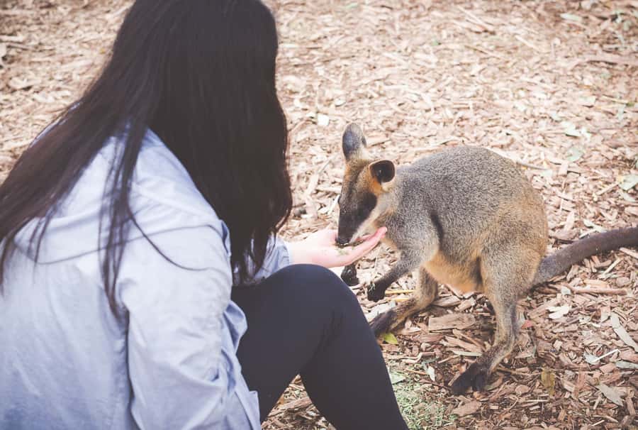 Sydney: Blue Mountains Wildlife & Bushwalk Small-Group Tour - Four central Sydney pickup points