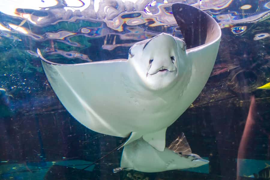 Sydney: Combo Pass for 2, 3, or 4 Top City Attractions - Who should choose this Sydney pass