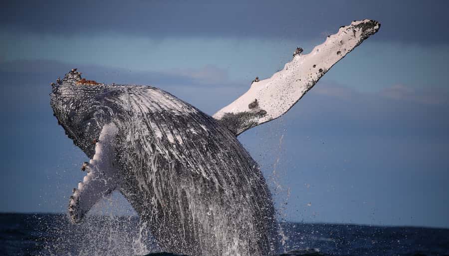 Sydney: Discovery Whale Watching Tour by Catamaran - Key points at a glance