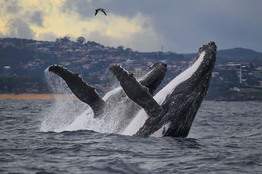 Sydney: Discovery Whale Watching Tour by Catamaran - A fast start from Darling Harbour