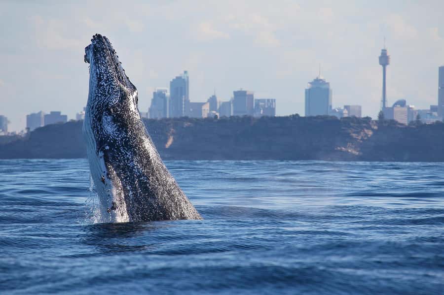 Sydney: Discovery Whale Watching Tour by Catamaran - The main search for humpback whales