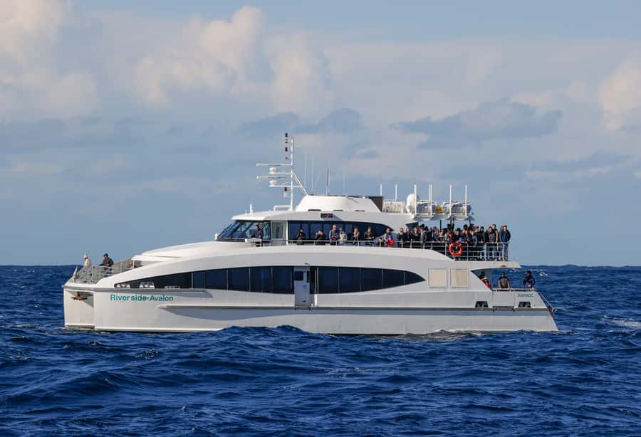 Sydney: Discovery Whale Watching Tour by Catamaran - What the ride feels like in rough water
