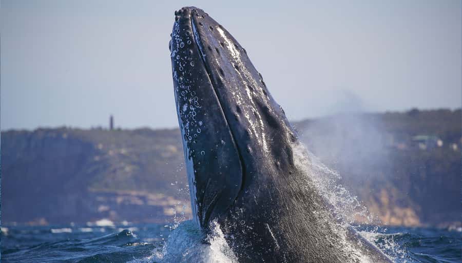 Sydney: Discovery Whale Watching Tour by Catamaran - Choosing between the two viewing levels