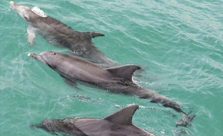 Sydney: Jervis Bay Day Trip with Dolphins, Roos & Beach Time - The day in six useful points