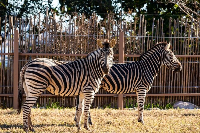 Sydney Taronga Zoo General Entry Ticket - How long should you plan for?