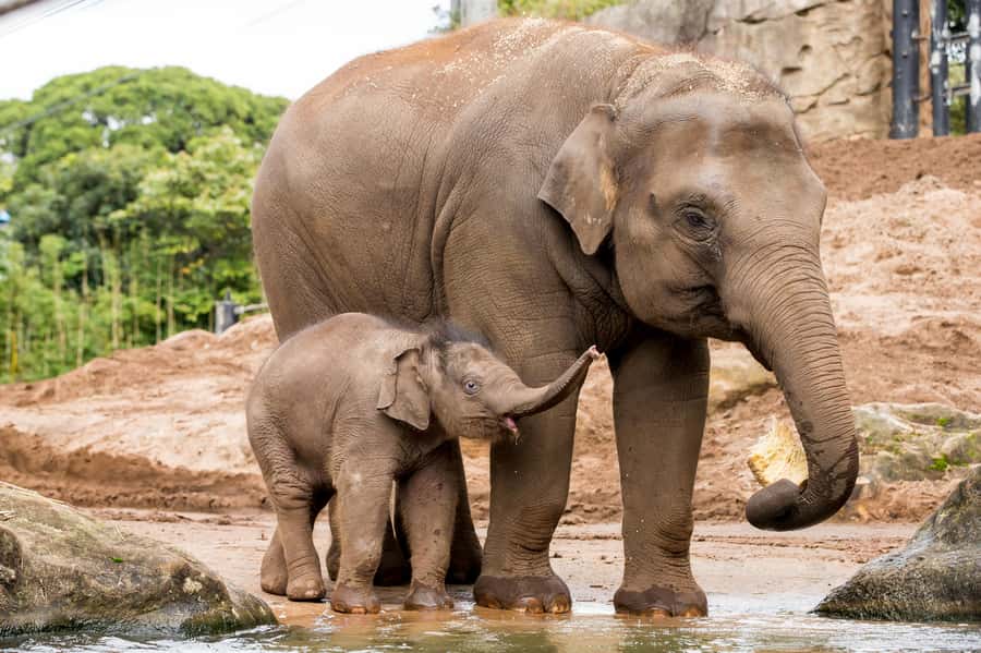 Sydney: Taronga Zoo Ticket with Return Ferry - Animals worth planning your day around