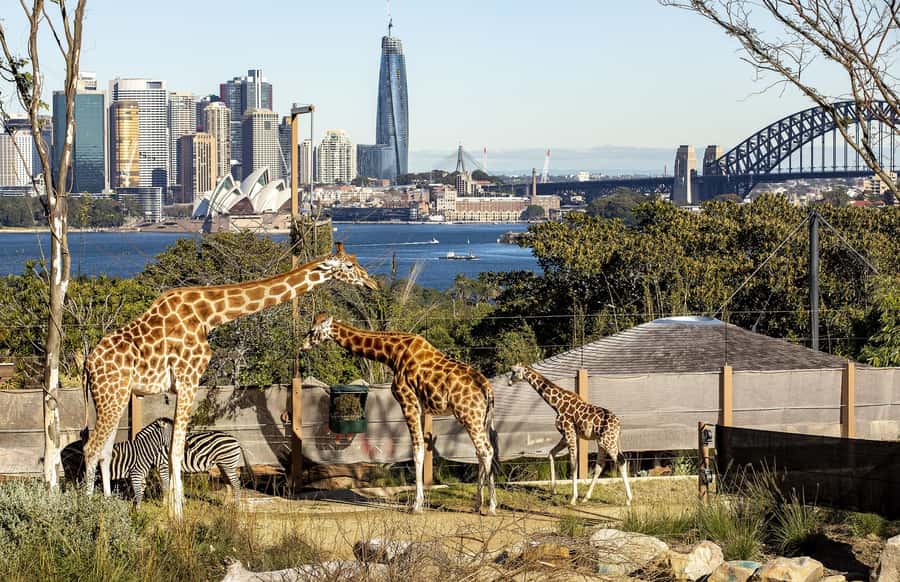 Sydney: Taronga Zoo Ticket with Return Ferry - Keeper talks and shows add shape to the day