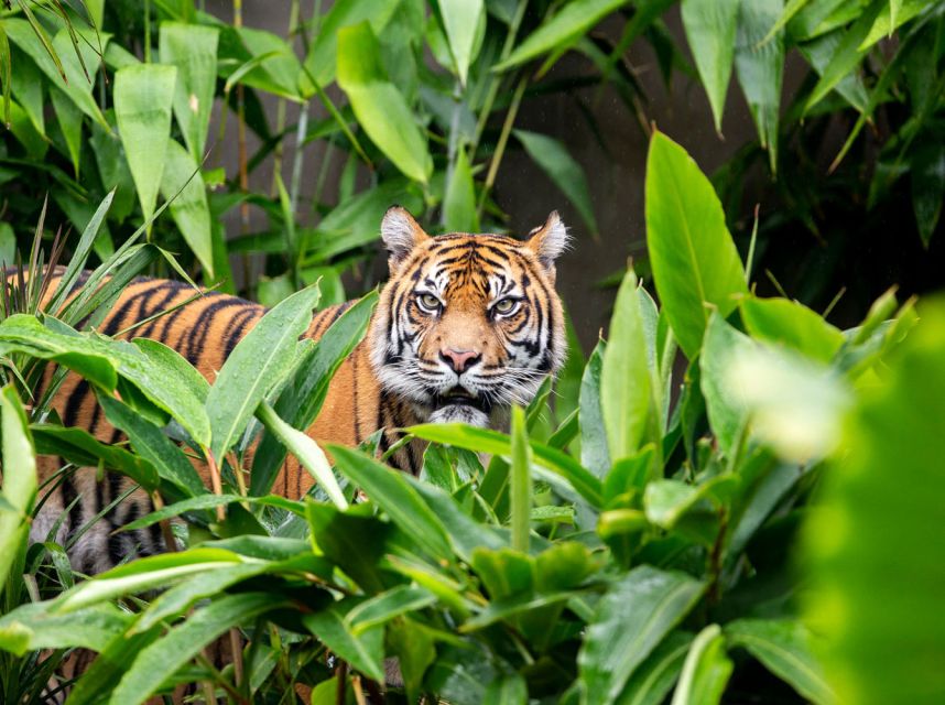 Sydney: Taronga Zoo Ticket with Return Ferry - Hills, stairs, and the best way to move around