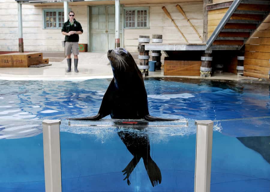 Sydney: Taronga Zoo Ticket with Return Ferry - Food and the length of the day