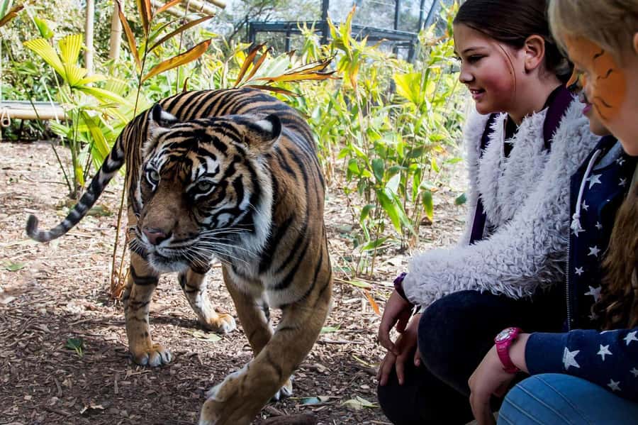 Sydney: Taronga Zoo Ticket with Return Ferry - Making sense of the $55 price
