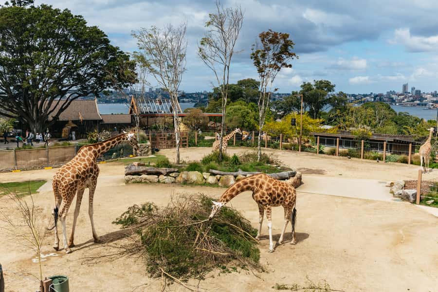 Sydney: Taronga Zoo Tickets - Arriving by Ferry From Circular Quay
