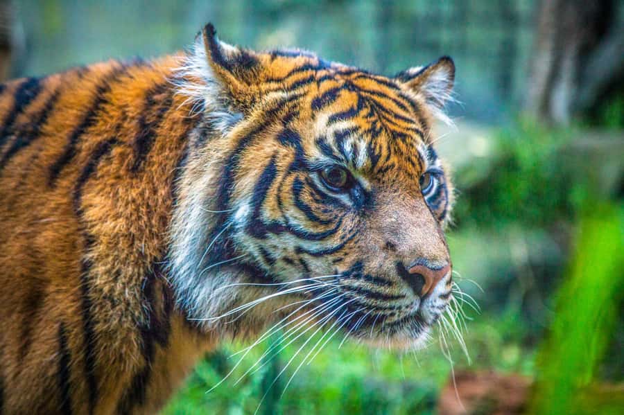 Sydney: Taronga Zoo Tickets - Giraffes, Lions, Tigers, and African Savannah
