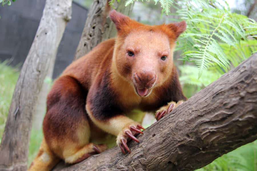 Sydney: Taronga Zoo Tickets - Reptile World, Rainforest Trail, and the Indoor Stops
