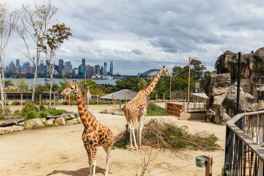 Sydney: Taronga Zoo Tickets - Free Flight Birds and Seal Presentations