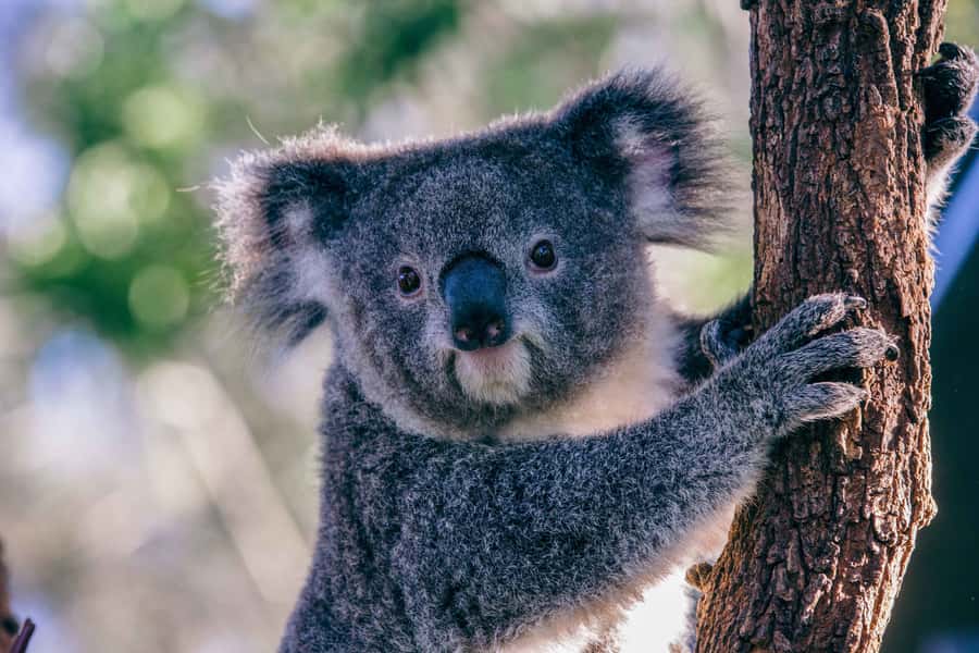 Sydney: Taronga Zoo Tickets - Is the $38 Ticket Good Value?