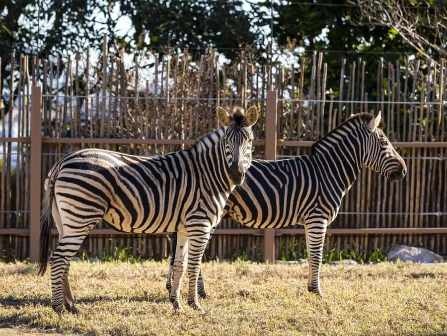 Sydney: Taronga Zoo Tickets - The Australian Walkabout and Native Wildlife