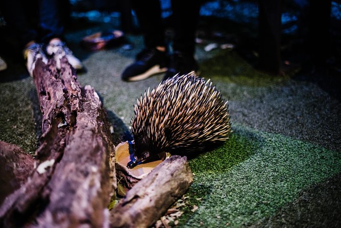 Sydney Taronga Zoo Wild Australia Experience - Reaching Taronga Zoo by ferry and Sky Safari