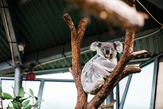 Sydney Taronga Zoo Wild Australia Experience - Who should book the Wild Australia Experience?