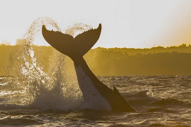 Sydney: Whale Watching Adventure Cruise - Whale sightings and the wildlife guarantee
