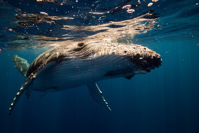 Sydney: Whale Watching Adventure Cruise - Is $63 a fair price?