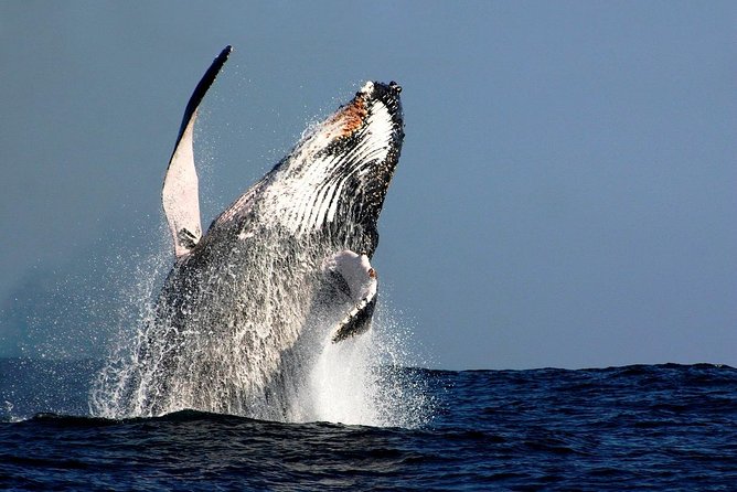 Sydney Whale-Watching Cruise Including Lunch or Breakfast - From Harbour Landmarks to Humpback Country