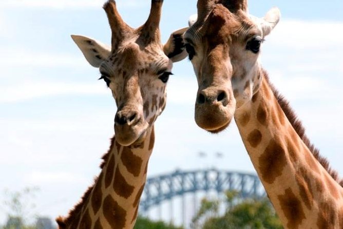 Taronga Zoo Entry & Return Ferry - Sydney Harbour - Why this Sydney outing works so well