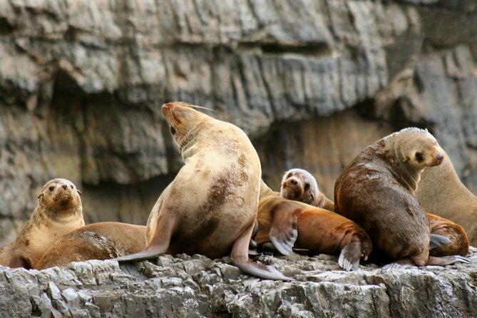 Tasman Island Cruises and Port Arthur Historic Site Day Tour from Hobart - Three hours beside Tasmania’s wild coast