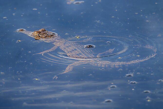 The Croc Bus to the Famous Jumping Crocodile Cruise - Fogg Dam adds wetlands and smaller wildlife