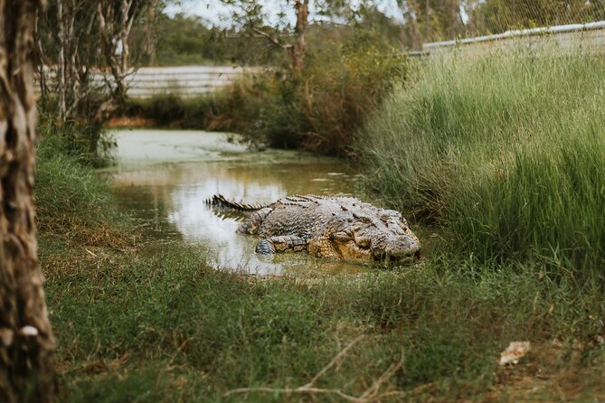 Top End Safari Camp Day Tour - The airboat ride and wild crocodiles