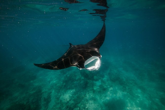 Turtle Tour - Ningaloo Reef Half Day Sea Kayak and Snorkel Tour - Guides who make the difference