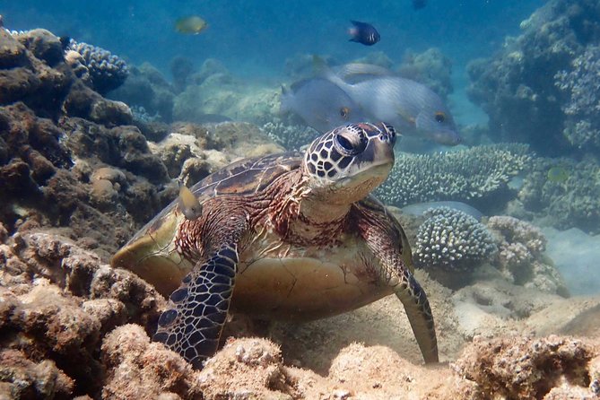 Turtle Tour - Ningaloo Reef Half Day Sea Kayak and Snorkel Tour - Why the turtle nursery works for beginners