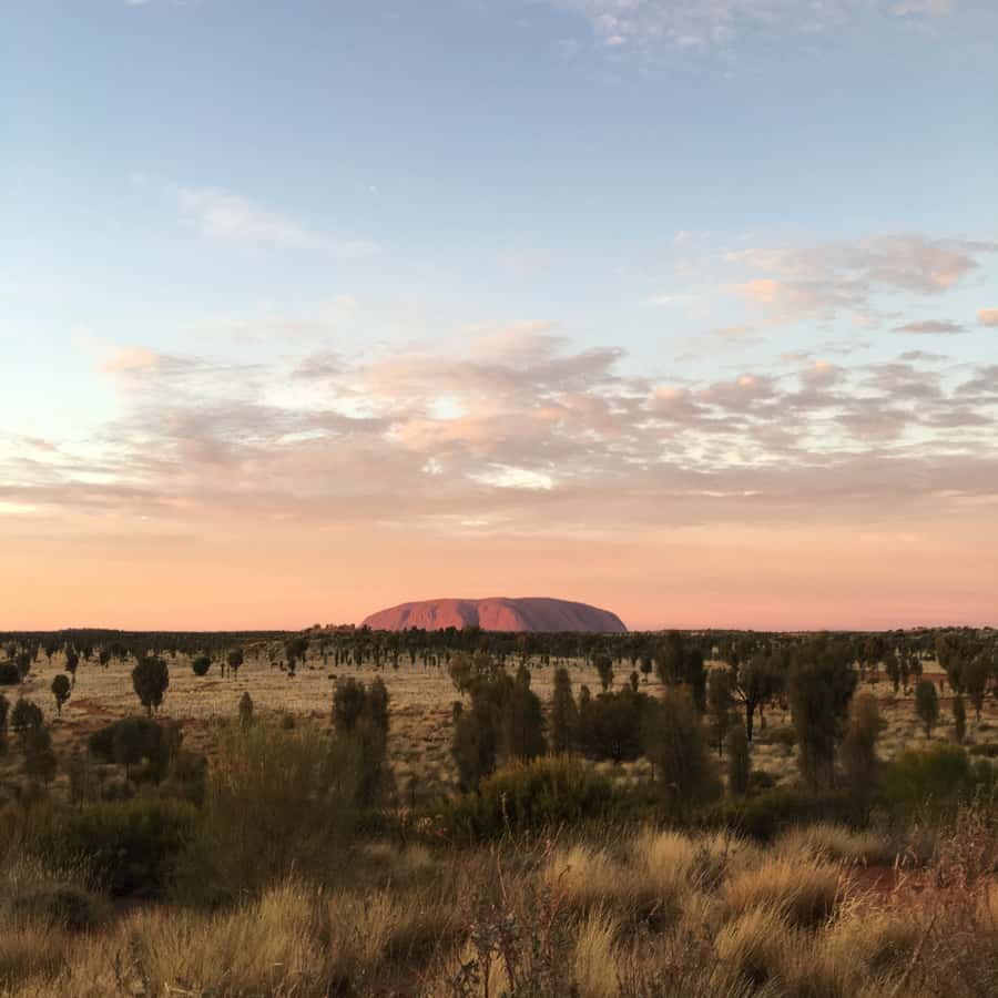 Uluru: Field of Light Sunrise Tour with Hot Drinks - Key points to know before booking