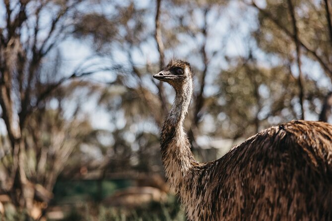 Wave Rock, York and Aboriginal Cultural Day Tour from Perth - The return route and afternoon tea