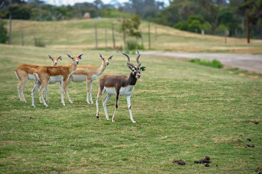 Werribee Open Range Zoo: Entry Ticket - Who should book Werribee Open Range Zoo?